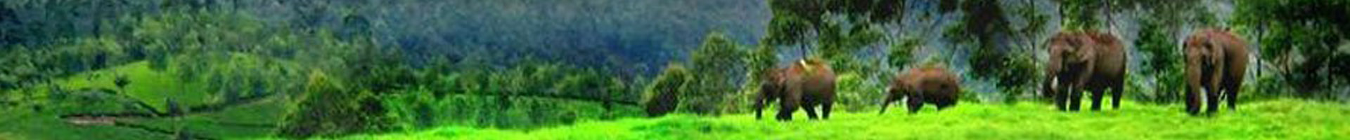 banner-top