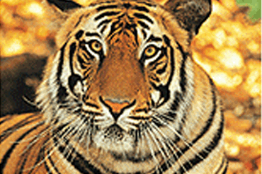 Nagarhole