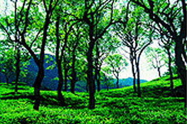 Vagamon
